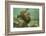 Ecuador, Galapagos National Park. Sea Lion Pup Underwater-Cathy & Gordon Illg-Framed Photographic Print