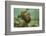 Ecuador, Galapagos National Park. Sea Lion Pup Underwater-Cathy & Gordon Illg-Framed Photographic Print