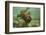 Ecuador, Galapagos National Park. Sea Lion Pup Underwater-Cathy & Gordon Illg-Framed Photographic Print