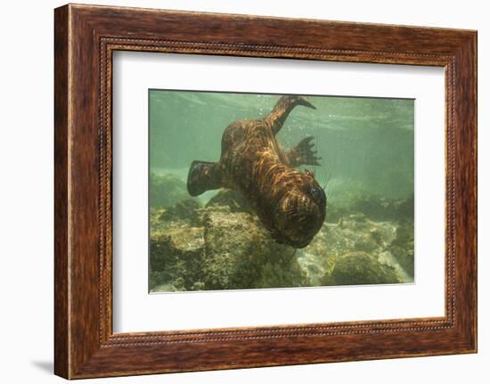 Ecuador, Galapagos National Park. Sea Lion Pup Underwater-Cathy & Gordon Illg-Framed Photographic Print