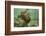 Ecuador, Galapagos National Park. Sea Lion Pup Underwater-Cathy & Gordon Illg-Framed Photographic Print