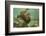 Ecuador, Galapagos National Park. Sea Lion Pup Underwater-Cathy & Gordon Illg-Framed Photographic Print