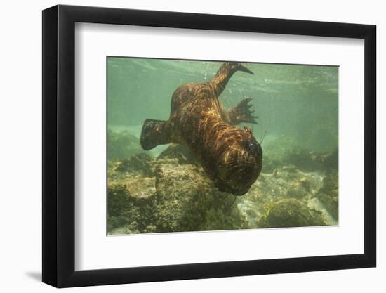 Ecuador, Galapagos National Park. Sea Lion Pup Underwater-Cathy & Gordon Illg-Framed Photographic Print