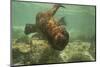 Ecuador, Galapagos National Park. Sea Lion Pup Underwater-Cathy & Gordon Illg-Mounted Photographic Print