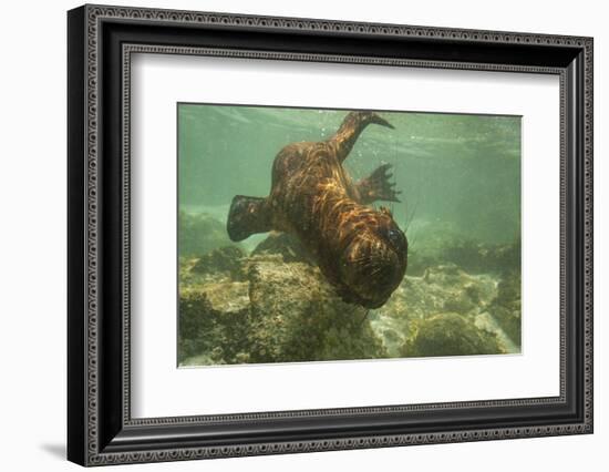 Ecuador, Galapagos National Park. Sea Lion Pup Underwater-Cathy & Gordon Illg-Framed Photographic Print