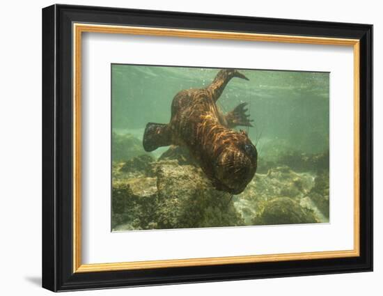 Ecuador, Galapagos National Park. Sea Lion Pup Underwater-Cathy & Gordon Illg-Framed Photographic Print