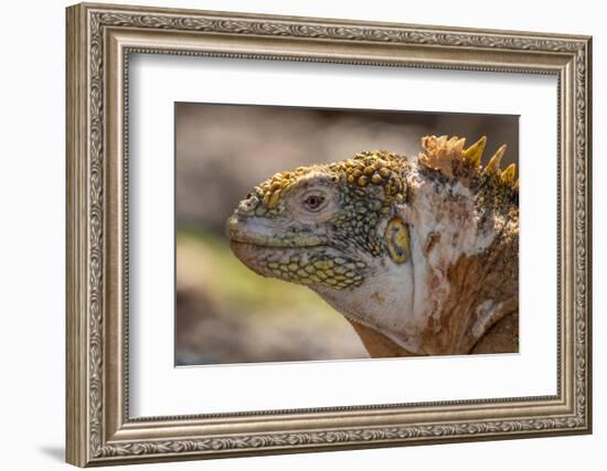 Ecuador, Galapagos National Park, South Plaza Island. Land iguana head close-up.-Jaynes Gallery-Framed Photographic Print