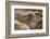 Ecuador, Galapagos National Park, South Plaza Island. Land iguana head close-up.-Jaynes Gallery-Framed Photographic Print