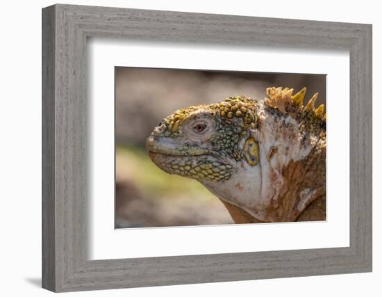 Ecuador, Galapagos National Park, South Plaza Island. Land iguana head close-up.-Jaynes Gallery-Framed Photographic Print