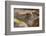 Ecuador, Galapagos National Park, South Plaza Island. Land iguana head close-up.-Jaynes Gallery-Framed Photographic Print