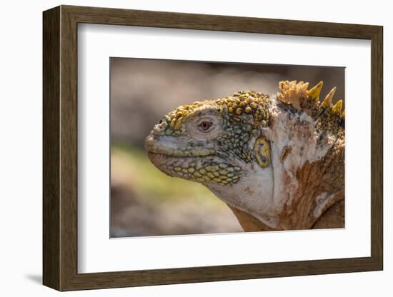 Ecuador, Galapagos National Park, South Plaza Island. Land iguana head close-up.-Jaynes Gallery-Framed Photographic Print