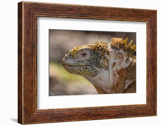 Ecuador, Galapagos National Park, South Plaza Island. Land iguana head close-up.-Jaynes Gallery-Framed Photographic Print