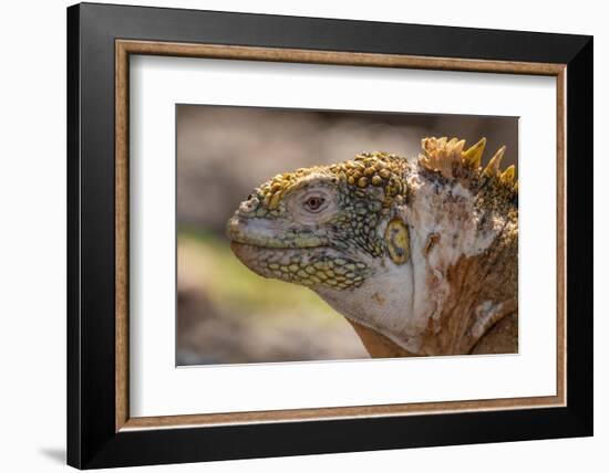 Ecuador, Galapagos National Park, South Plaza Island. Land iguana head close-up.-Jaynes Gallery-Framed Photographic Print