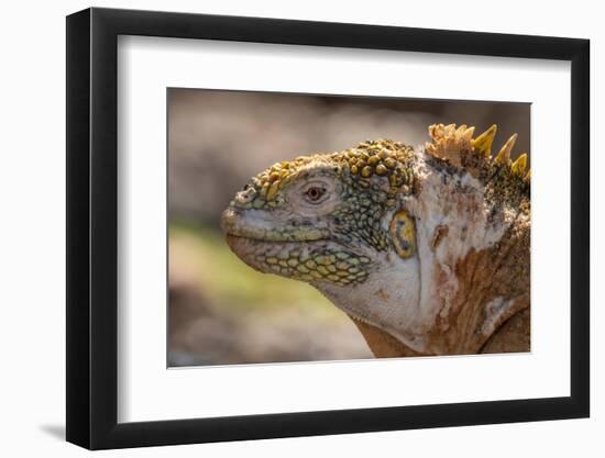 Ecuador, Galapagos National Park, South Plaza Island. Land iguana head close-up.-Jaynes Gallery-Framed Photographic Print