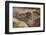 Ecuador, Galapagos National Park, South Plaza Island. Land iguana head close-up.-Jaynes Gallery-Framed Photographic Print