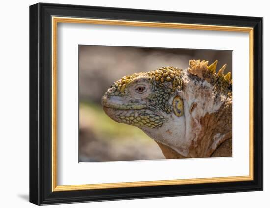 Ecuador, Galapagos National Park, South Plaza Island. Land iguana head close-up.-Jaynes Gallery-Framed Photographic Print