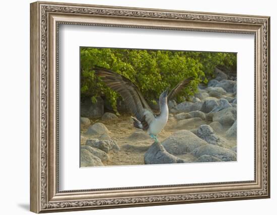 Ecuador, Galapagos NP, San Cristobal. Blue-Footed Booby Displaying-Cathy & Gordon Illg-Framed Photographic Print