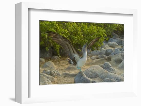 Ecuador, Galapagos NP, San Cristobal. Blue-Footed Booby Displaying-Cathy & Gordon Illg-Framed Photographic Print