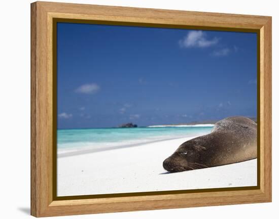 Ecuador, Galapagos, Sunbathing Sea Lion on the Stunning Beaches of San Cristobal, Galapagos-Niels Van Gijn-Framed Premier Image Canvas