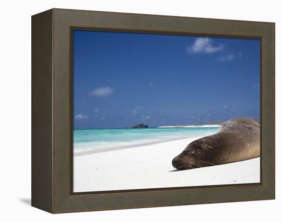 Ecuador, Galapagos, Sunbathing Sea Lion on the Stunning Beaches of San Cristobal, Galapagos-Niels Van Gijn-Framed Premier Image Canvas