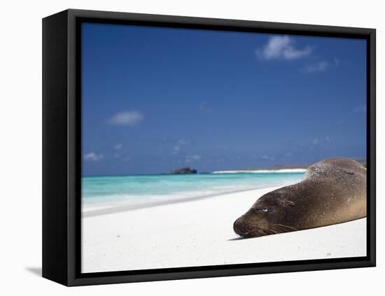 Ecuador, Galapagos, Sunbathing Sea Lion on the Stunning Beaches of San Cristobal, Galapagos-Niels Van Gijn-Framed Premier Image Canvas