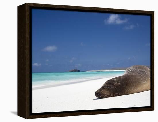 Ecuador, Galapagos, Sunbathing Sea Lion on the Stunning Beaches of San Cristobal, Galapagos-Niels Van Gijn-Framed Premier Image Canvas