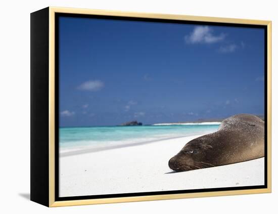 Ecuador, Galapagos, Sunbathing Sea Lion on the Stunning Beaches of San Cristobal, Galapagos-Niels Van Gijn-Framed Premier Image Canvas