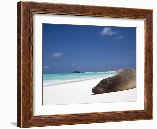 Ecuador, Galapagos, Sunbathing Sea Lion on the Stunning Beaches of San Cristobal, Galapagos-Niels Van Gijn-Framed Photographic Print