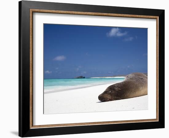 Ecuador, Galapagos, Sunbathing Sea Lion on the Stunning Beaches of San Cristobal, Galapagos-Niels Van Gijn-Framed Photographic Print