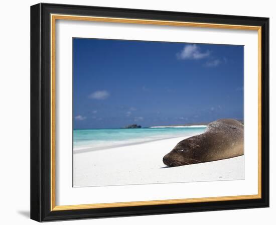 Ecuador, Galapagos, Sunbathing Sea Lion on the Stunning Beaches of San Cristobal, Galapagos-Niels Van Gijn-Framed Photographic Print