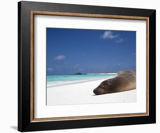 Ecuador, Galapagos, Sunbathing Sea Lion on the Stunning Beaches of San Cristobal, Galapagos-Niels Van Gijn-Framed Premium Photographic Print