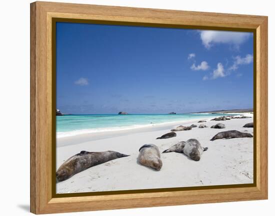 Ecuador, Galapagos, Sunbathing Sea Lions on the Stunning Beaches of San Cristobal, Galapagos-Niels Van Gijn-Framed Premier Image Canvas