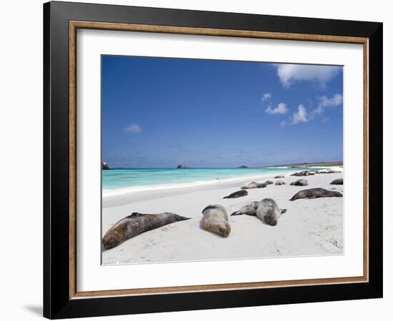 Ecuador, Galapagos, Sunbathing Sea Lions on the Stunning Beaches of San Cristobal, Galapagos-Niels Van Gijn-Framed Photographic Print