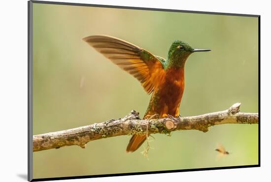 Ecuador, Guango. Chestnut-breasted coronet hummingbird close-up.-Jaynes Gallery-Mounted Photographic Print