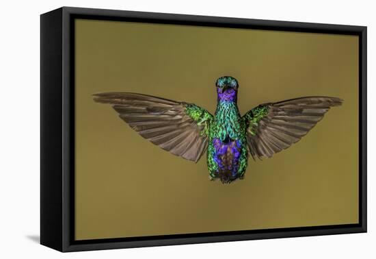 Ecuador Hummingbird-Art Wolfe-Framed Premier Image Canvas