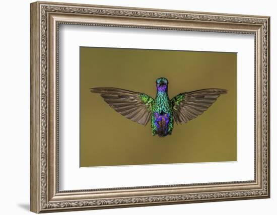 Ecuador Hummingbird-Art Wolfe-Framed Photographic Print