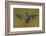 Ecuador Hummingbird-Art Wolfe-Framed Photographic Print