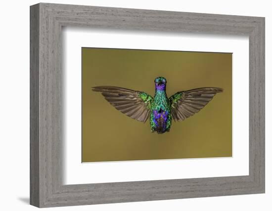 Ecuador Hummingbird-Art Wolfe-Framed Photographic Print