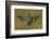 Ecuador Hummingbird-Art Wolfe-Framed Photographic Print