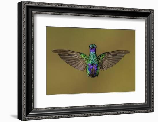 Ecuador Hummingbird-Art Wolfe-Framed Photographic Print