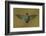 Ecuador Hummingbird-Art Wolfe-Framed Photographic Print