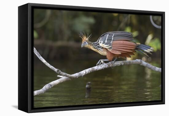 Ecuador, Orellana, Napo River. Hoatzin on Branch over Lake Garzacocha-Kevin Oke-Framed Premier Image Canvas