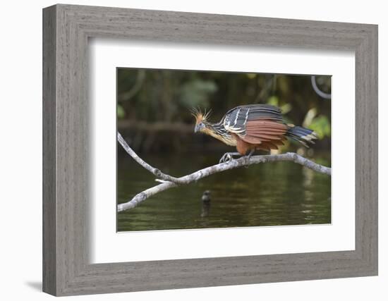 Ecuador, Orellana, Napo River. Hoatzin on Branch over Lake Garzacocha-Kevin Oke-Framed Photographic Print