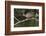 Ecuador, Orellana, Napo River. Hoatzin on Branch over Lake Garzacocha-Kevin Oke-Framed Photographic Print