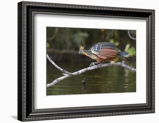 Ecuador, Orellana, Napo River. Hoatzin on Branch over Lake Garzacocha-Kevin Oke-Framed Photographic Print