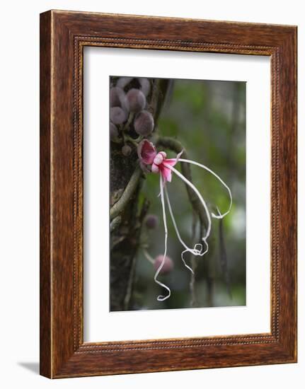 Ecuador, Orellana, Napo River. Wild Cocoa Plant, Herrania Tree-Kevin Oke-Framed Photographic Print