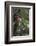 Ecuador, Orellana, Napo River. Wild Cocoa Plant, Herrania Tree-Kevin Oke-Framed Photographic Print