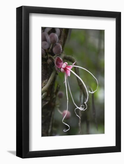 Ecuador, Orellana, Napo River. Wild Cocoa Plant, Herrania Tree-Kevin Oke-Framed Photographic Print