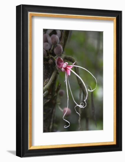 Ecuador, Orellana, Napo River. Wild Cocoa Plant, Herrania Tree-Kevin Oke-Framed Photographic Print