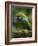 Ecuador Parrot-Art Wolfe-Framed Photographic Print